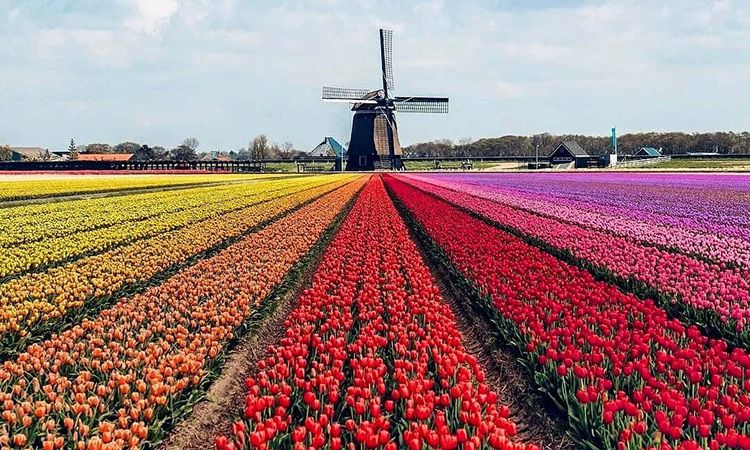 หนึ่งปีมีครั้ง กับ เทศกาลดอกทิวลิป ที่สวนเคอเคนฮอฟ ประเทศเนเธอร์แลนด์