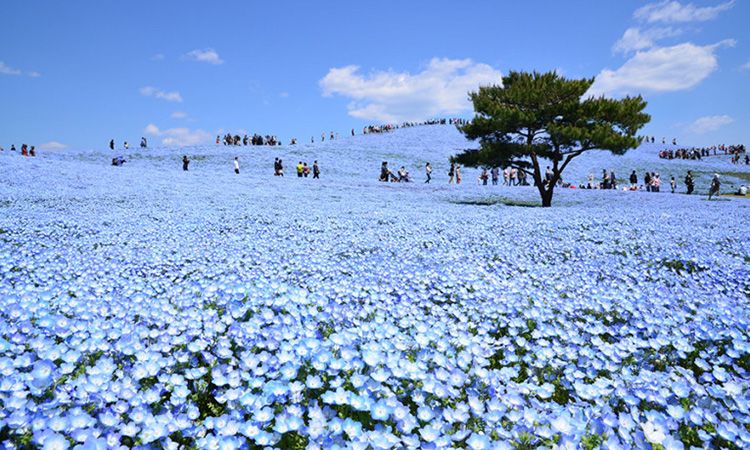 พาชม ทุ่งเนโมฟีล่า ดอกสีฟ้า ญี่ปุ่น พิกัดน่าเที่ยวใกล้โตเกียว!