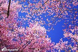 เที่ยวญี่ปุ่น ชมดอกซากุระบานและดอกไม้บานหน้าร้อนประจำปี ในเมืองต่างๆ