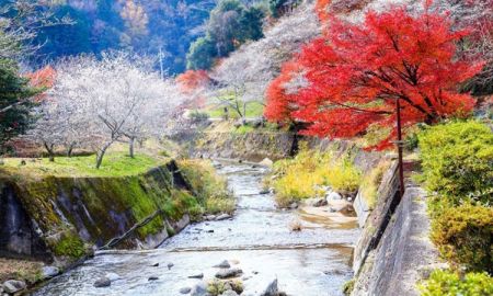 สวยคูณสอง! เที่ยวเมือง Obara ชม ซากุระ ใบไม้เปลี่ยนสี พร้อมกันที่ญี่ปุ่น!