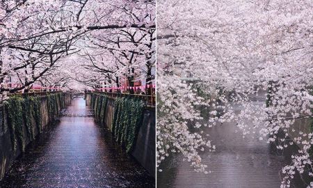 ดอกซากุระบานสะพรั่ง ริมฝั่งแม่น้ำเมกุโระ ในกรุงโตเกียว