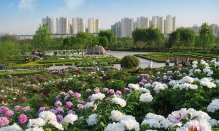เทศกาลดอกโบตั๋น แห่งลั่วหยาง ดอกไม้ประจำเมืองจีน หาดูได้ปีละครั้ง!