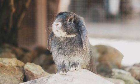 ชมความน่ารักของน้องกระต่ายหูตก ที่ฟาร์มกระต่าย เวเนโต้ สวนผึ้ง จ.ราชบุรี